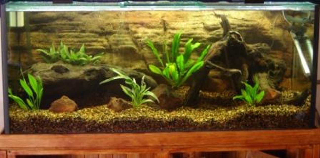 Rated #1278: 290 Gallons Freshwater Fish Tank - Home made stand, 4 foot by 18"w by 20"h tank.Aqua one 1200 canister filter, 300 watt heater.
