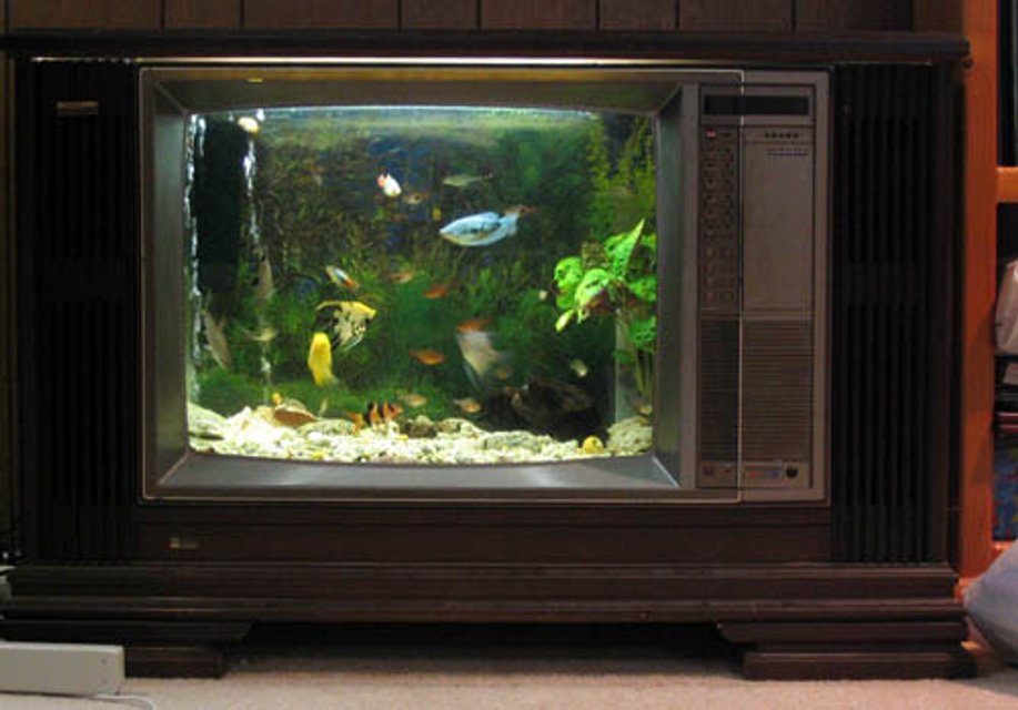 Rated #1410: 3 Gallons Freshwater Fish Tank - My pride and joy is a Fish tank in an old TV case, looks great!!  Have enjoyed breeding platy's and guppy's.  The tank is dominated by a gold Severum, a couple of silver sharks, two angels and a gourami