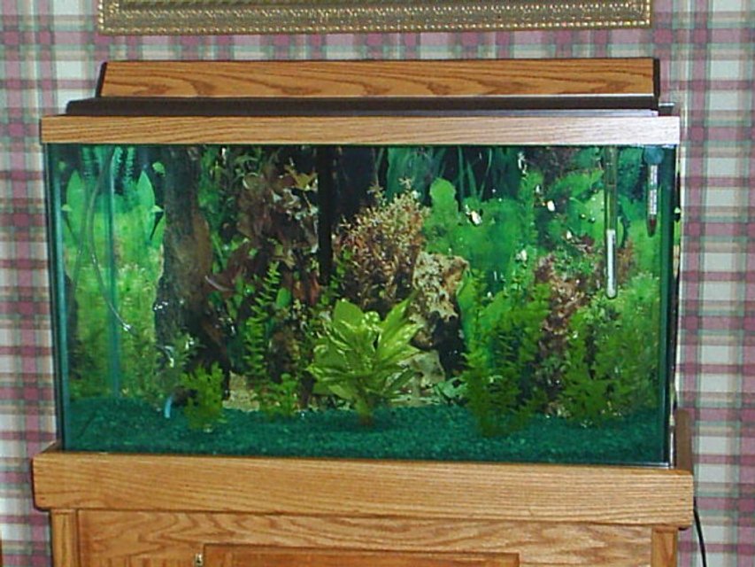 Rated #3140: 29 Gallons Freshwater Fish Tank - this tank has one large oscar and 2 small sucker fish it is a 29 gallon tank with a oak stand