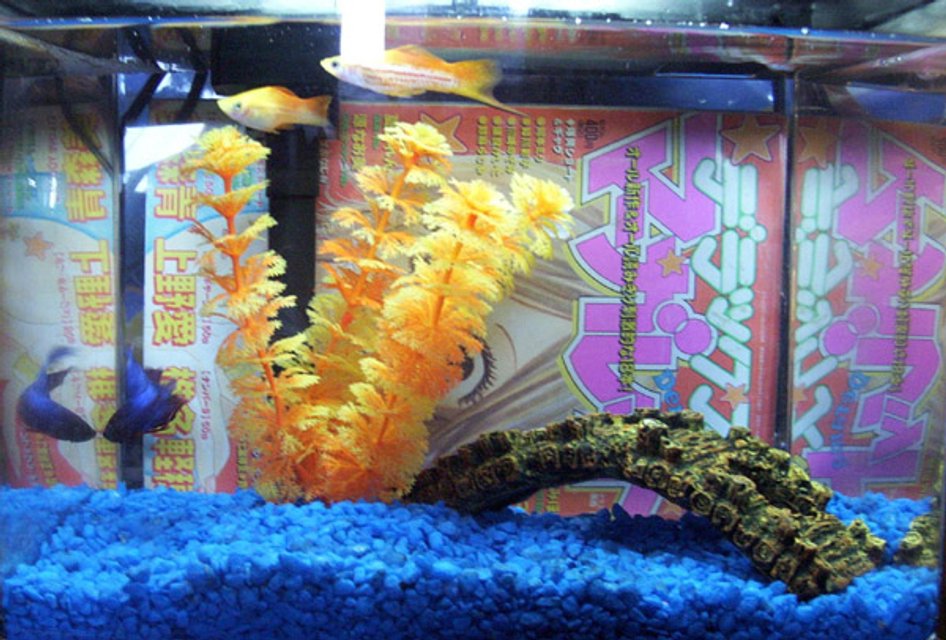 Rated #4142: 3 Gallons Freshwater Fish Tank - my pride and joy~