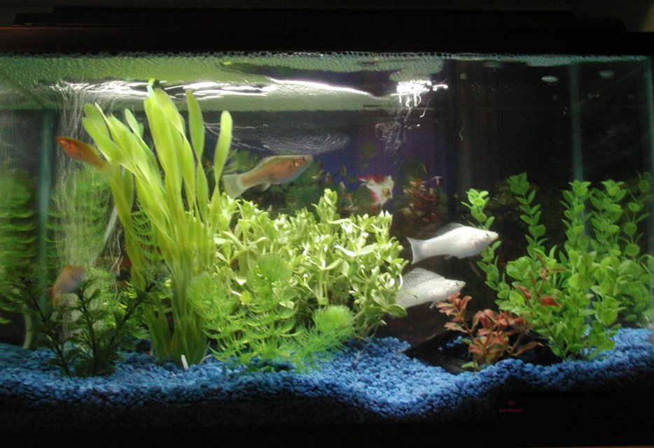Rated #2964: 10 Gallons Freshwater Fish Tank - One of my 10 Gal tanks