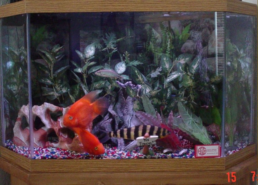 Rated #2757: 50 Gallons Freshwater Fish Tank - 50 Gallon corner tank. 1 Leporinus, 2 Parrots, 1 Pleco, 3 Long Finned Tetras, 1 Danio, 1 freshwater Puffer. No live plants. Occasionally 1 shorthaired orange housecat.