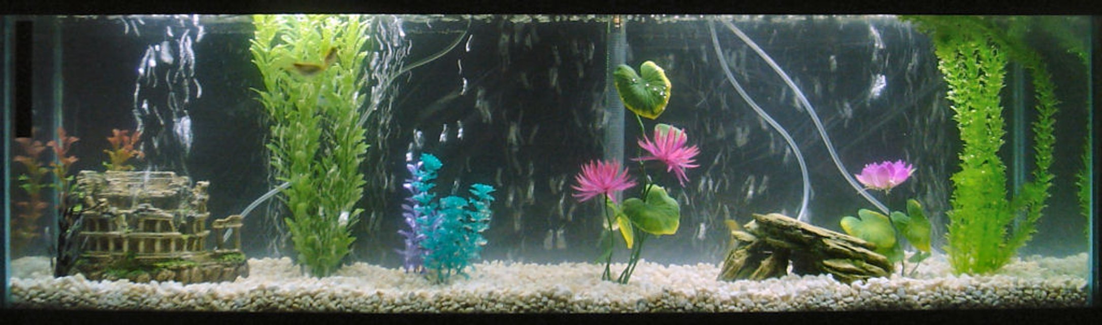 Rated #3597: 40 Gallons Freshwater Fish Tank - My first tank, 40 US Gallons. 4 Long FInned Rosy Barbs, Lots of bubbles, I like bubbles.