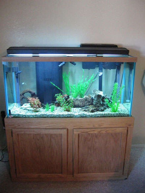 Rated #3483: 90 Gallons Freshwater Fish Tank - Front View of my 90 gallon barb tank.