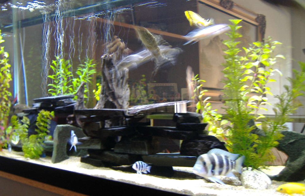 Rated #2445: 75 Gallons Freshwater Fish Tank - This is a picture showing how I have my plants and slate set up for my fish. Also it includes a brief showing of how my fish look.