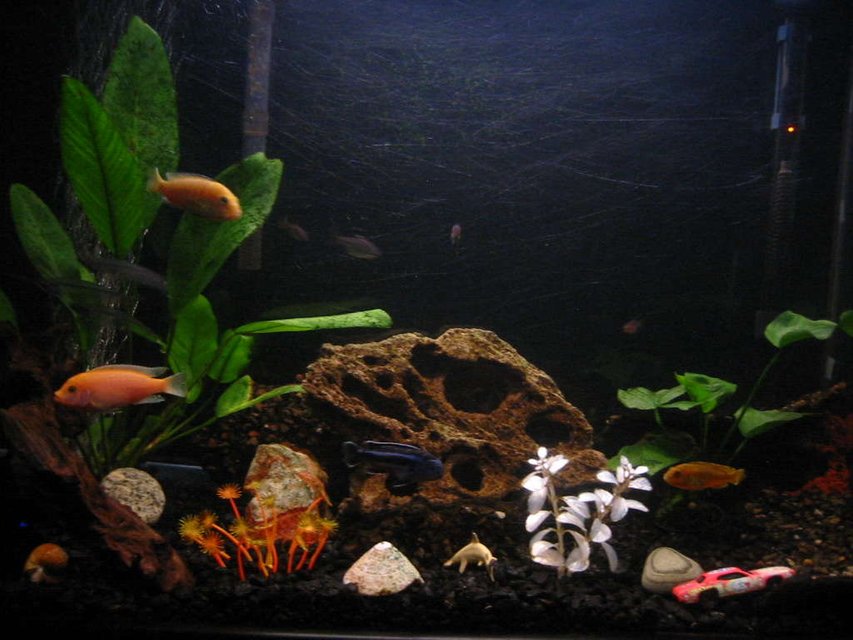 Rated #3069: 35 Gallons Freshwater Fish Tank - My fish tank 4 months into the hobby