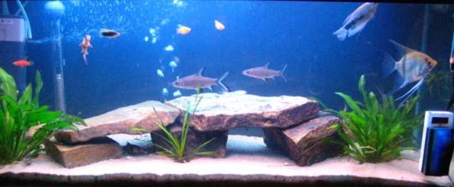 Rated #2778: 37 Gallons Freshwater Fish Tank