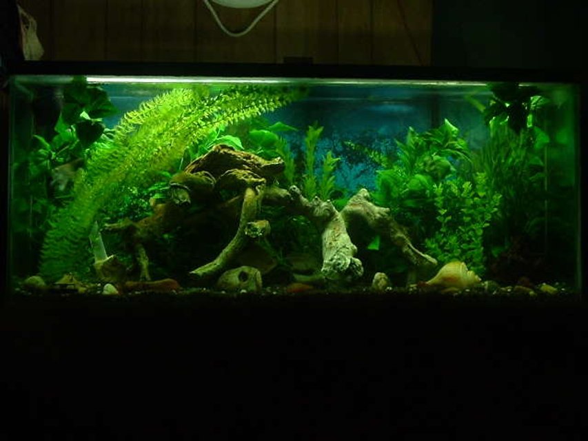 Rated #1037: Freshwater Fish Tank - Front Pic of our 55 gal 1- Green Severum Cichlid named 'fish' 1-AngleFish Cichlid named 'spike'  1 Sillver Dollar named '50 Cent' 1- Columbian Shark & 2- Tin Foil Barbs