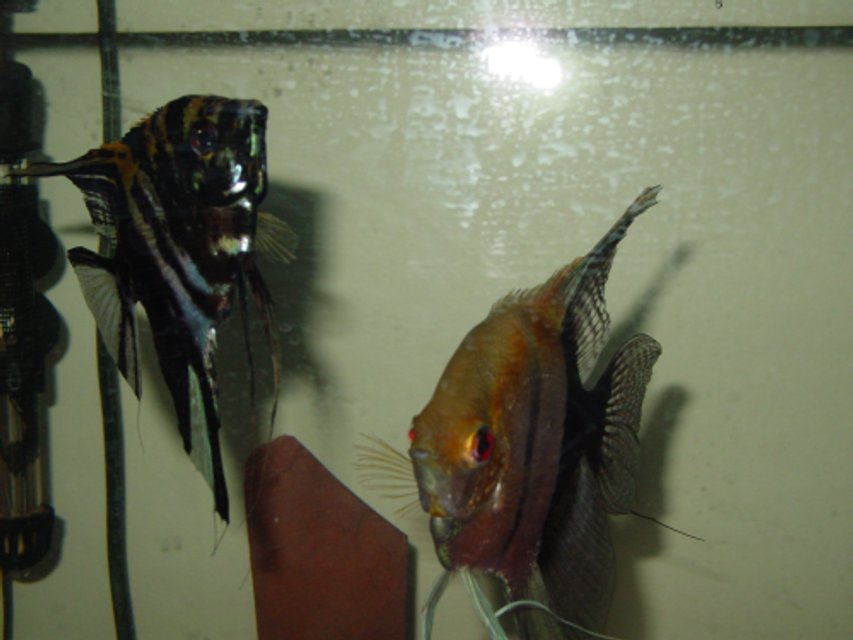 Rated #4168: 55 Gallons Freshwater Fish Tank - My breeding Pair of angelfish