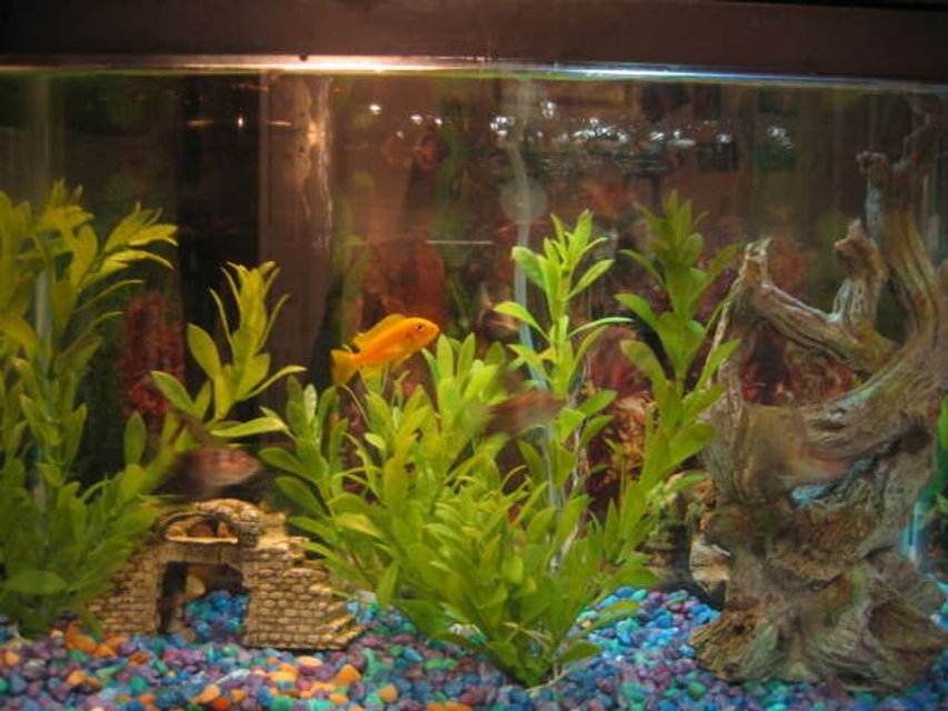 Rated #3511: 10 Gallons Freshwater Fish Tank - Lemon Cichlid and black skirt tetras