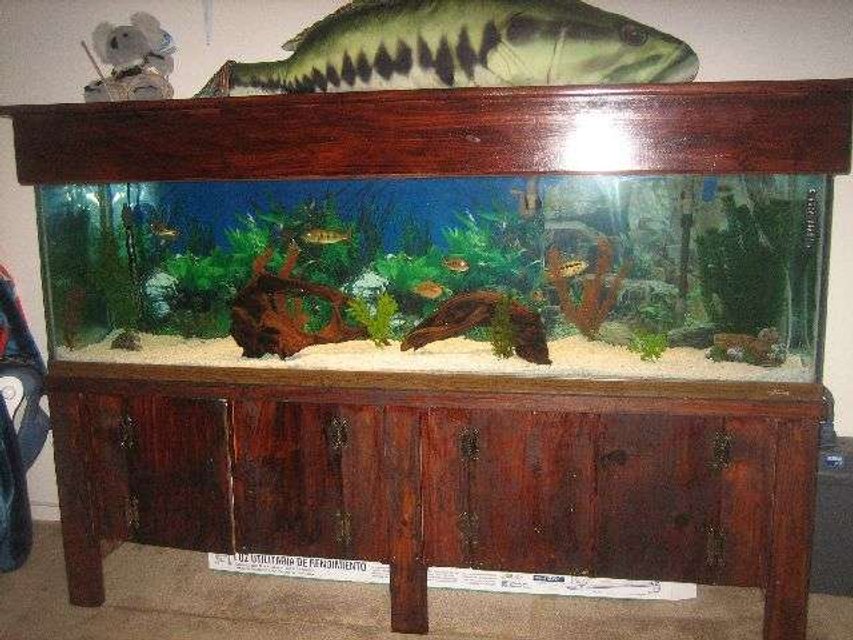 Rated #1940: 125 Gallons Freshwater Fish Tank - MY FISH TANK