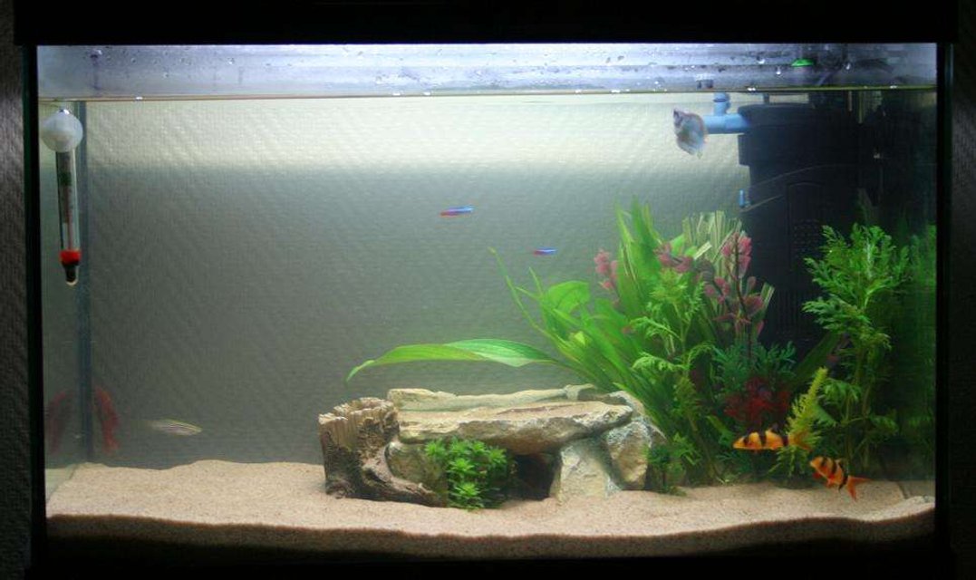 Rated #3855: 1 Gallon Freshwater Fish Tank - Funky tank with a discus cave