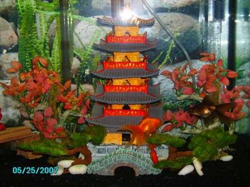 Rated #3607: 25 Gallons Freshwater Fish Tank - My mini oriental zen garden!