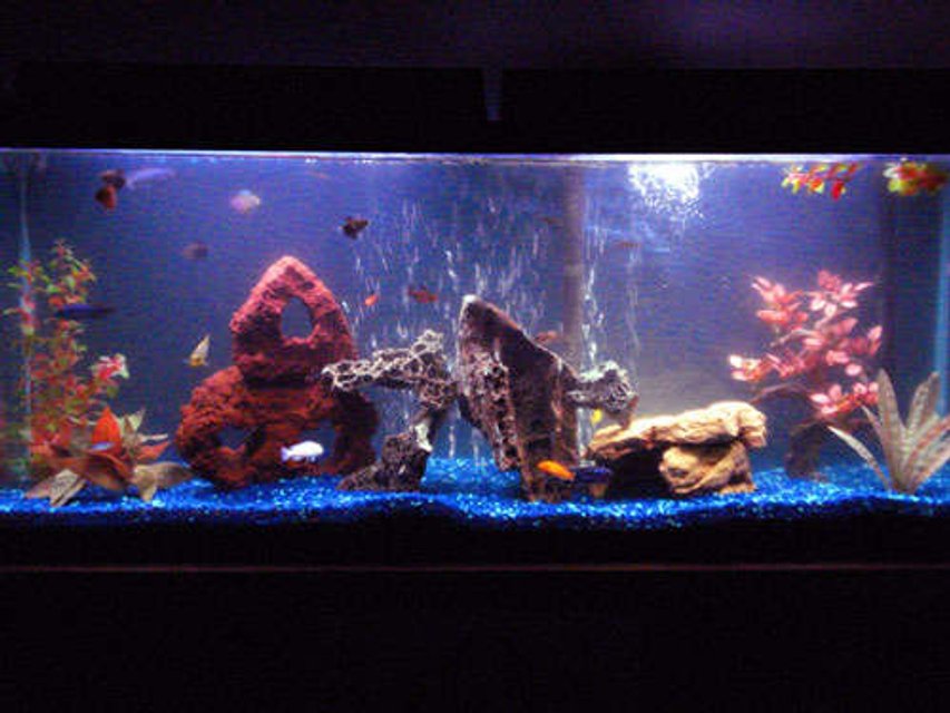 Rated #3310: 55 Gallons Freshwater Fish Tank - 55 gallon with mixed Mbuna Africans and 6 tetras....hehe