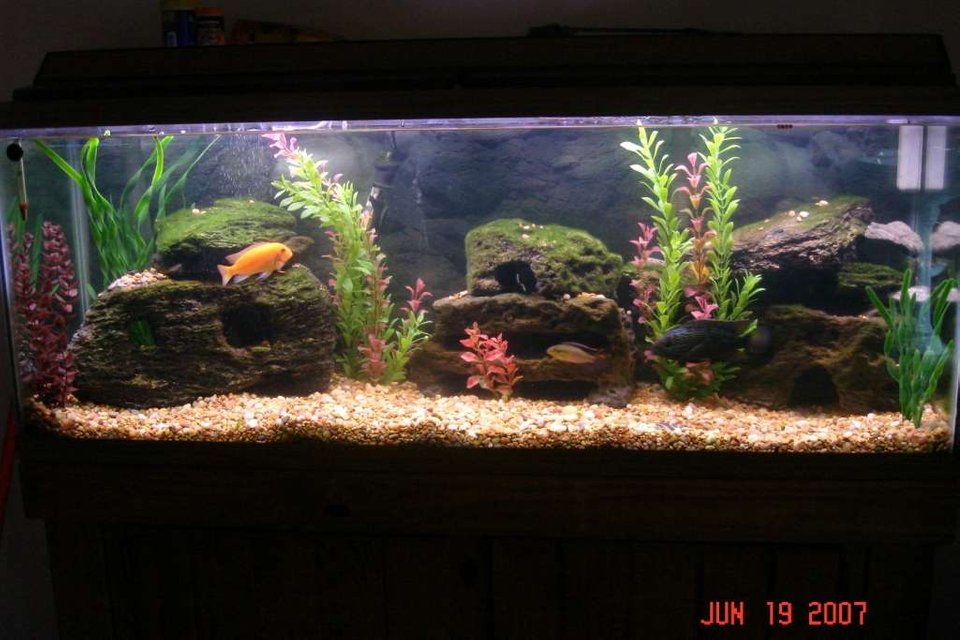 Rated #976: 55 Gallons Freshwater Fish Tank - This is the same tank but i took out some rocks and put fake plants in it. not done yet, just wanted to put the pic up