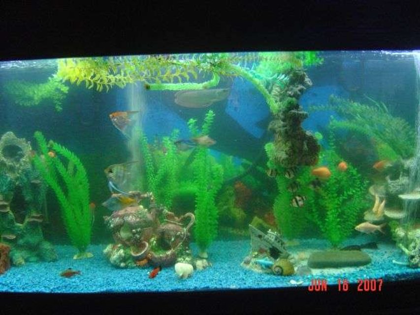 Rated #3684: 220 Gallons Freshwater Fish Tank - 220 gallon freshwater tank