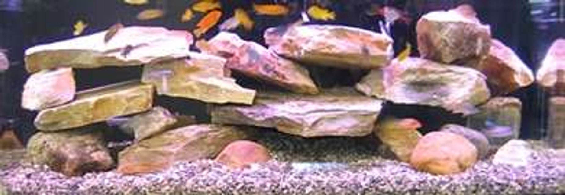 Rated #1993: 65 Gallons Freshwater Fish Tank - 65 gallon African Cichlid Tank