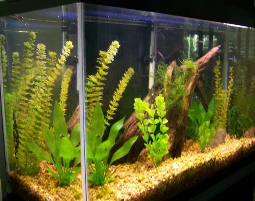 Rated #3023: 29 Gallons Freshwater Fish Tank - All fake except Java moss on driftwood. TAnk is about to be torn down and converted to a BB Discus grow out tank. Enjoy

-John