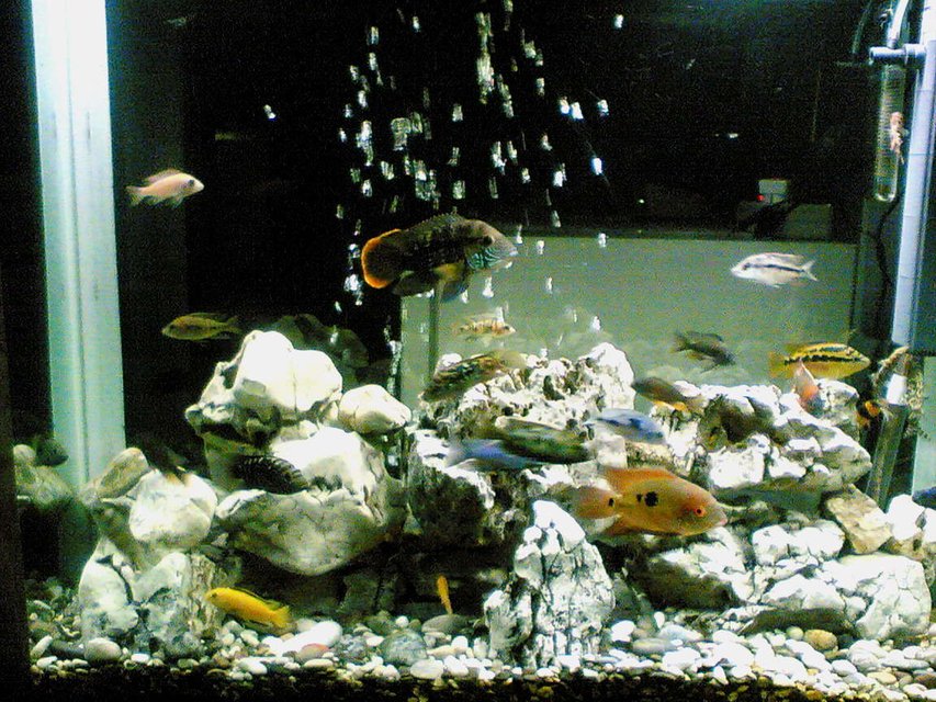 Rated #2007: 64 Gallons Freshwater Fish Tank - My Fishes are Green Terror ,  Jack Dempsey, Red Devil , Salvin , Texasi , Chocolate ,  Malawi Cichlids