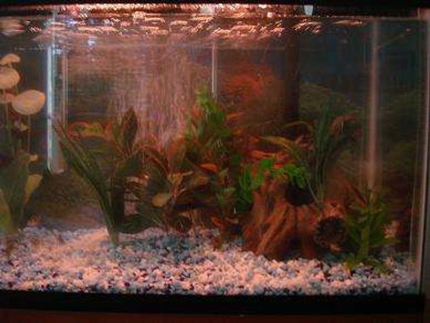 Rated #3996: 20 Gallons Freshwater Fish Tank - 0.o