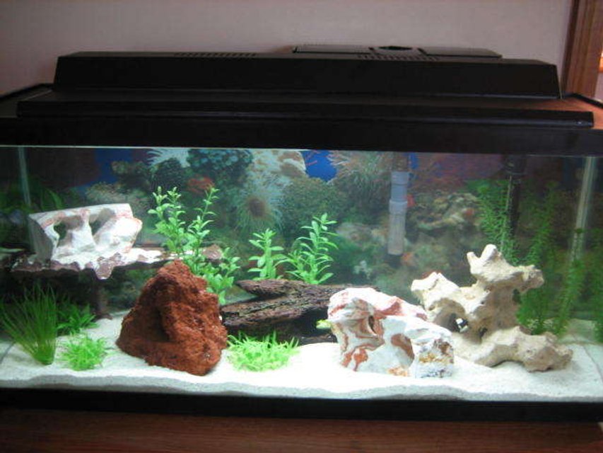 Rated #2665: 30 Gallons Freshwater Fish Tank - African Cichild 30 Gallon Long Tank.  Lava Rock, Rainbow Rocks, and a Texas Holey Rock.  Artificial Plants and dirftwood.  Fluorescent Lighting. Whisper Power Filter for 30-60 Gallons and a Whisper Submersible 30-60 Gallon Heater.  The Tank also contains sand for African Cichilds.