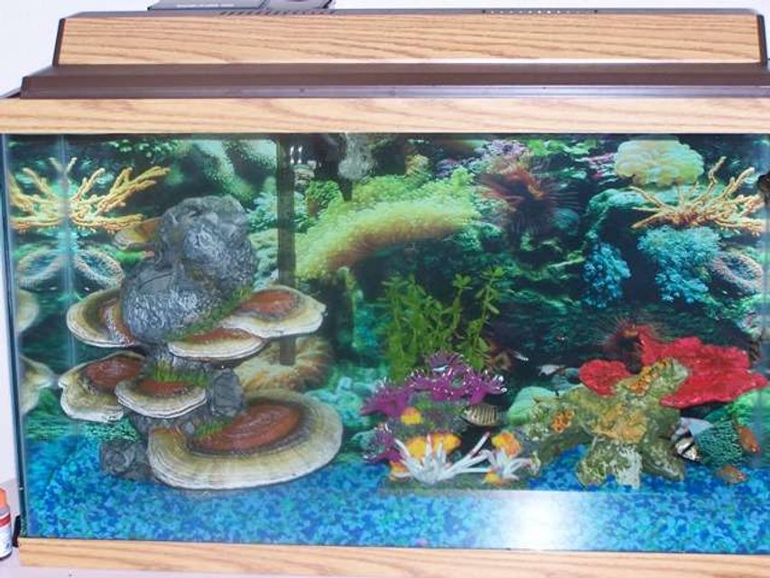 Rated #3918: 29 Gallons Freshwater Fish Tank - 16 Fish
3 fake coral
2 live Plants
1 background
Blue and green gravel