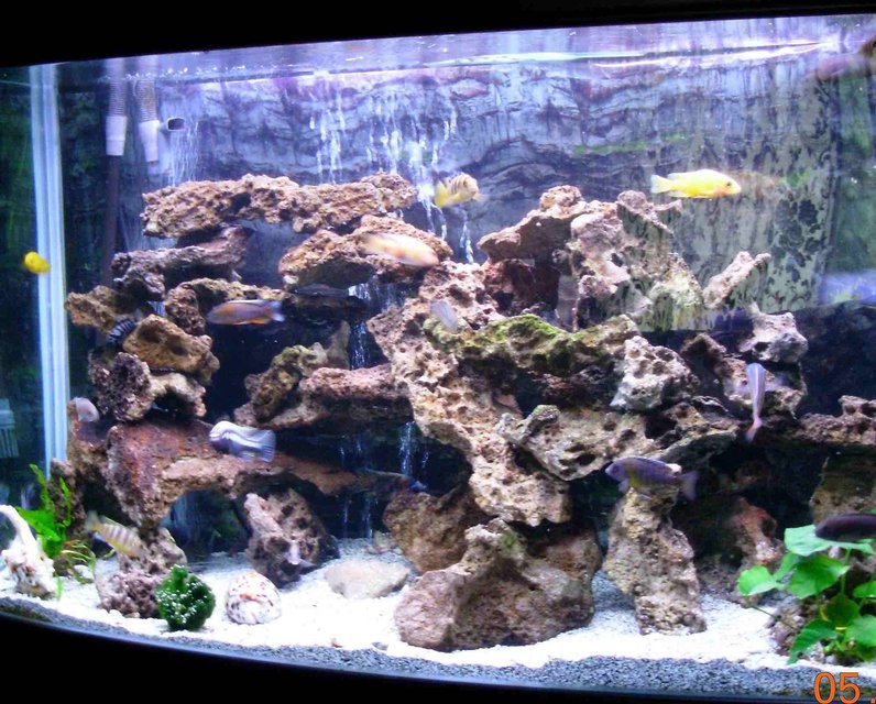 Rated #405: 90 Gallons Freshwater Fish Tank - 90 gallon bowfront $ african cichlids