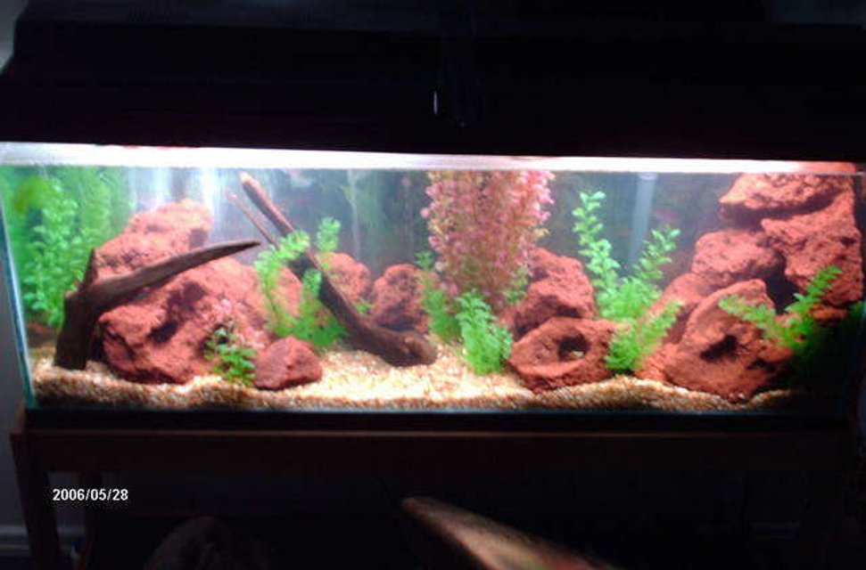 Rated #1588: 50 Gallons Freshwater Fish Tank - Lake Wannahookalunker