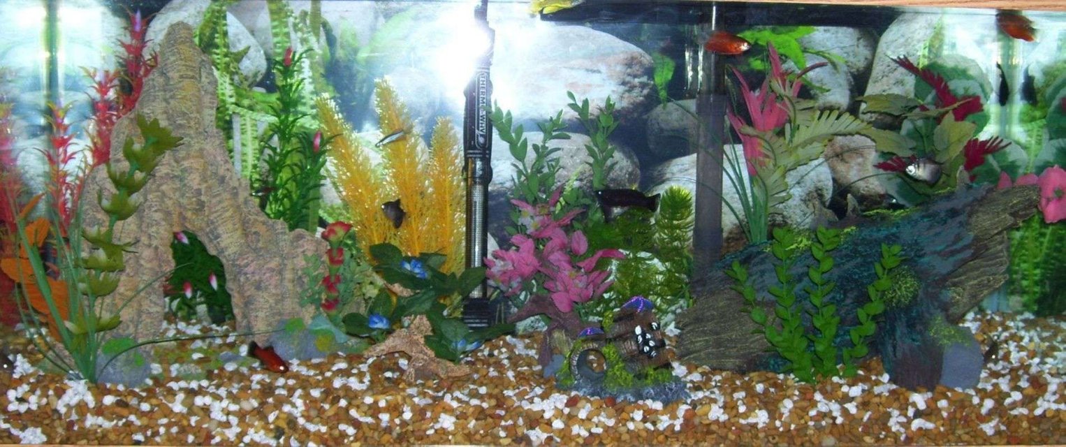 Rated #3840: 20 Gallons Freshwater Fish Tank - 20 gal... have any suggestions? Looking for new ideas for my new addiction...