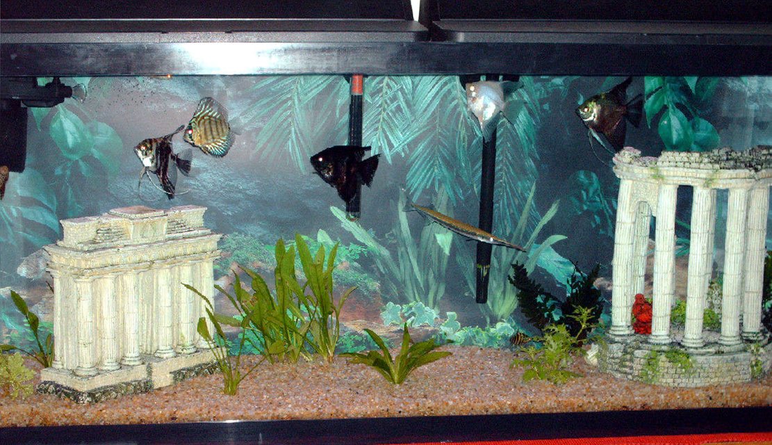 Rated #3704: 55 Gallons Freshwater Fish Tank - my first aquarium