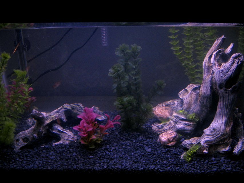 Rated #346: 20 Gallons Freshwater Fish Tank - My Second Fish Tank!!