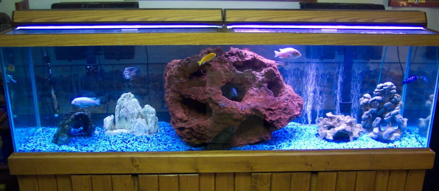 Rated #3116: 125 Gallons Freshwater Fish Tank - 125 gallon cichlid tank