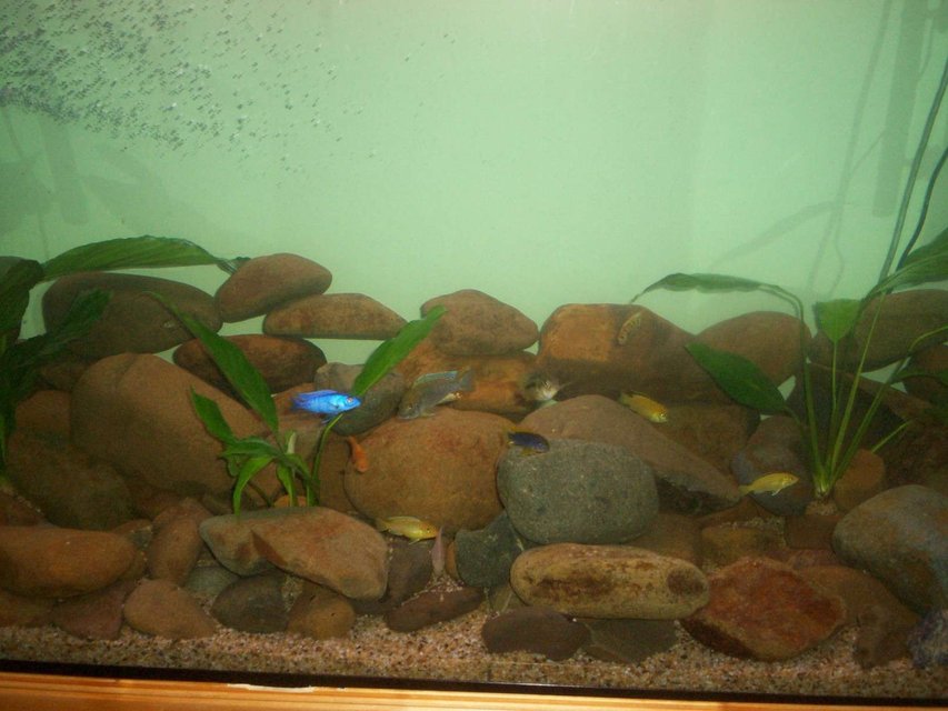 Rated #4172: 700 Gallons Freshwater Fish Tank - Lances CICHLIDS Brendans Goldfish and some random plants