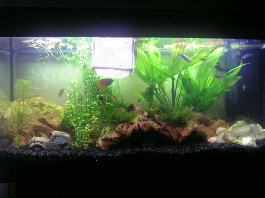 Rated #2373: 35 Gallons Freshwater Fish Tank - my tank