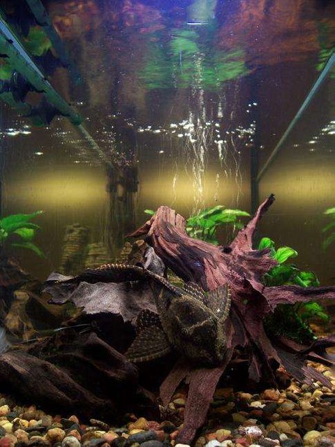 Rated #1619: 50 Gallons Freshwater Fish Tank - 15cm long spotted sailfin pleco on a peace of wood