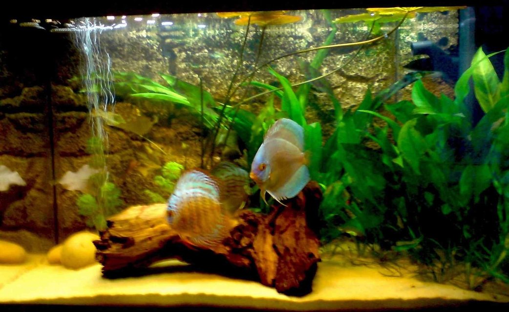 Rated #1924: 300 Gallons Freshwater Fish Tank - ud