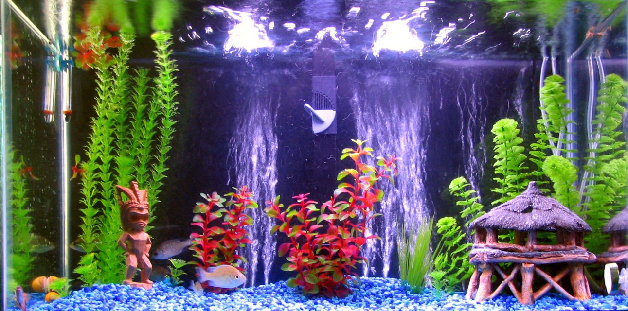 Rated #2988: 30 Gallons Freshwater Fish Tank - 30gal Freshwater