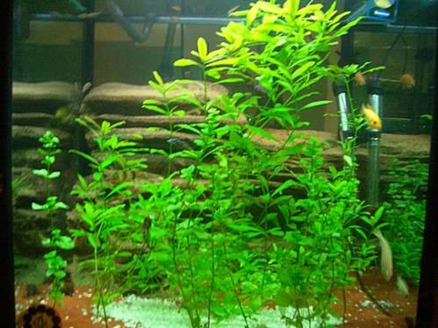 Rated #3615: 140 Gallons Freshwater Fish Tank - LOVE MY FISH TANK I HOPE YOU LIKE IT TO