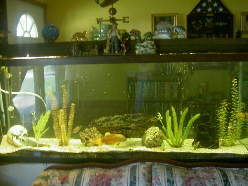 Rated #3974: 150 Gallons Freshwater Fish Tank - my tank
