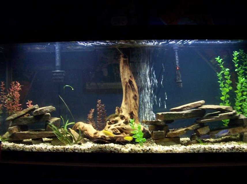 Rated #1276: 55 Gallons Freshwater Fish Tank - 55g african cichlid tank. kinda bad view from far away but can see some details. is much bigger then appears. rocks stacked as caves for my 8 various african cichlids. leave me some comments or suggestions. cichlids are making many nests in the gravel and are getting pretty big