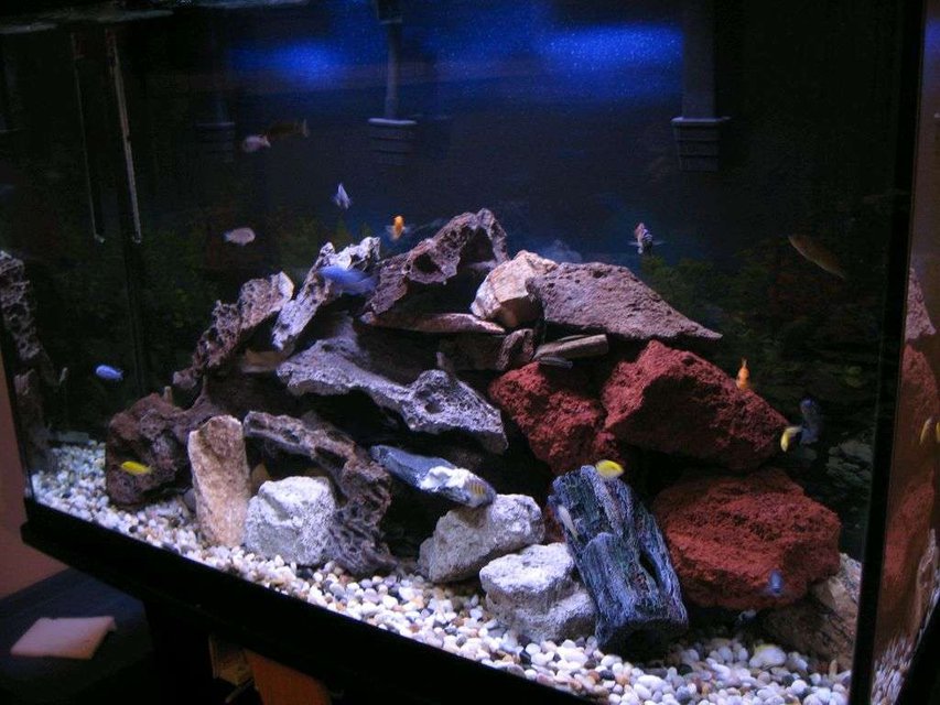 Rated #2045: 115 Gallons Freshwater Fish Tank - my chiclid tank
