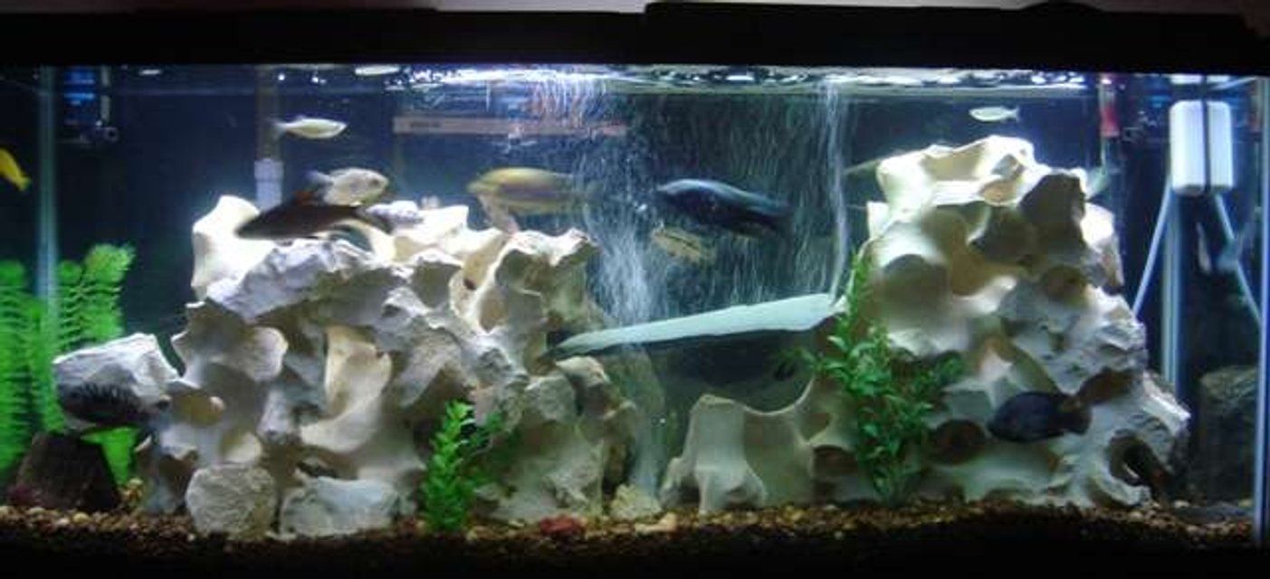 Rated #1511: 55 Gallons Freshwater Fish Tank - 55 Gallon Tank w/mostly chilids