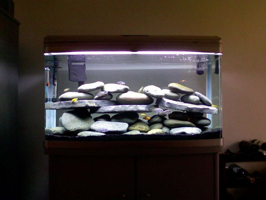 Rated #2797: 60 Gallons Freshwater Fish Tank - 60 Gallon Cichlid Tank