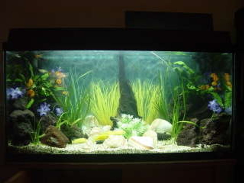 Rated #1727: 25 Gallons Freshwater Fish Tank - juwel rekord 96