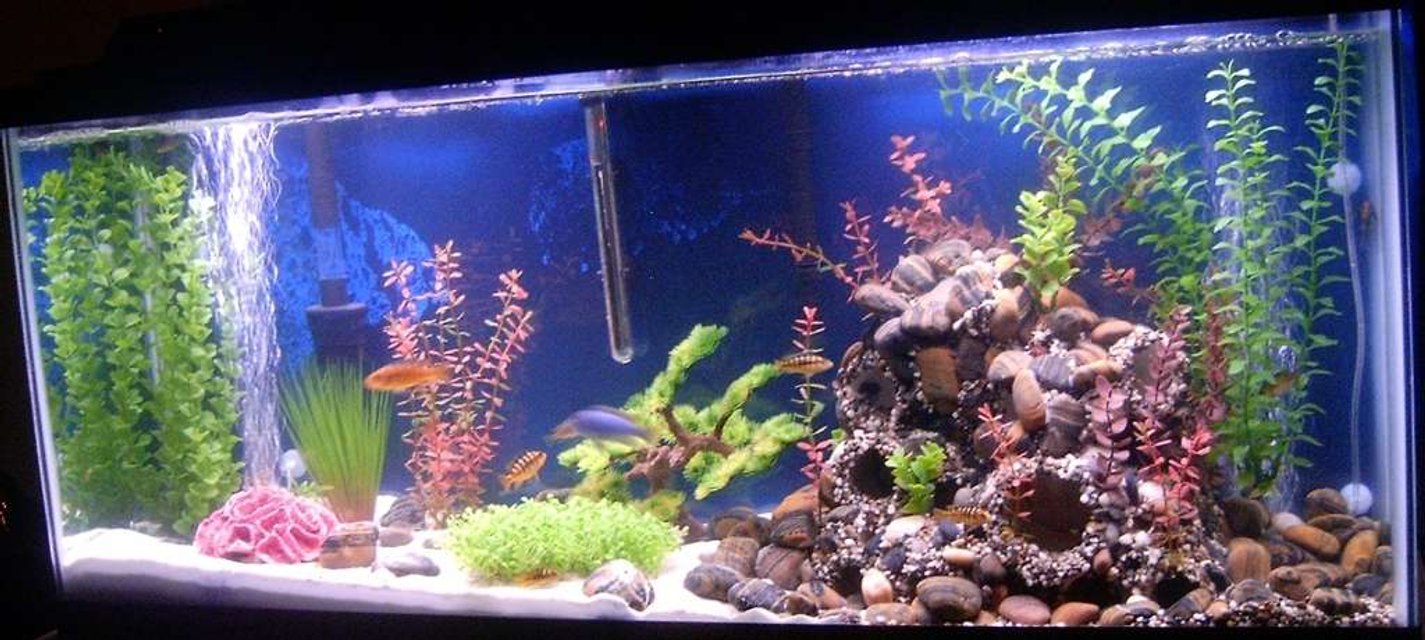 Rated #1752: 55 Gallons Freshwater Fish Tank - 55 Gallon Lake Malawi tank. I built the rock structure out of PVC pipe, rock, aquarium silicone, hot glue, gravel and plants. There is rock and gravel surrounding the structure, fading into white sand on the other side of the tank. The population consists of 1 Large male ice blue zebra, 3 females, 5 female bumblebee cichlid (we have a large male on his way in two weeks). There are also 2 upsidedown catfish, 3 various colored cory cats, 2 plecostemous, a chocolate, and a sailfinned marbled (one will go into the next tank, I got a great bargain on the chocolate recently), and two red clawed crabs.