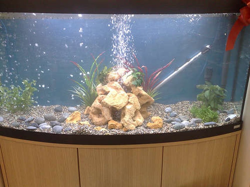 Rated #2851: 68 Gallons Freshwater Fish Tank - vicenza 260 tank with bubles what you think? rate me please