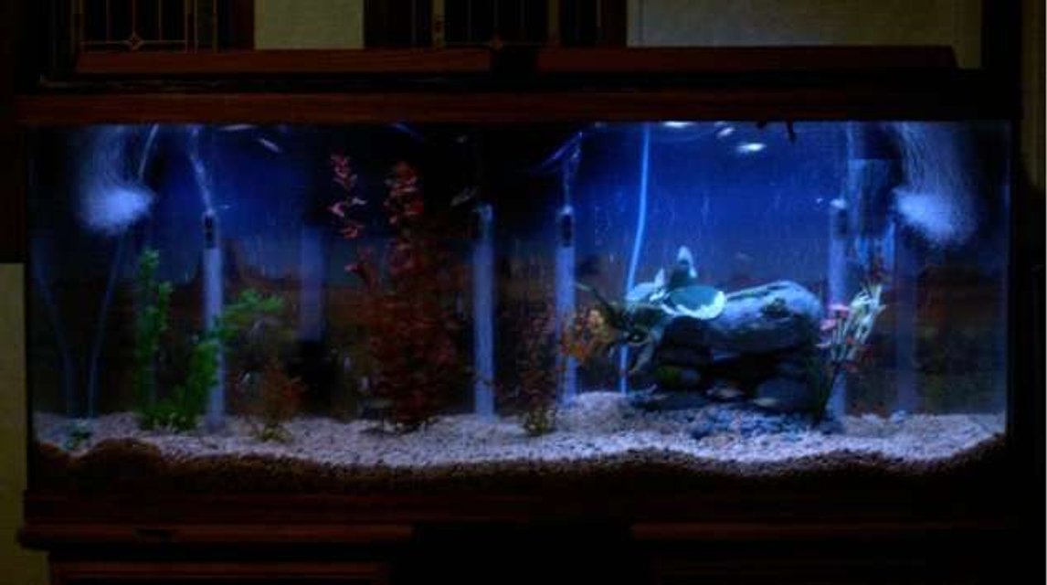 Rated #373: 55 Gallons Freshwater Fish Tank - My tank at night will get better pic