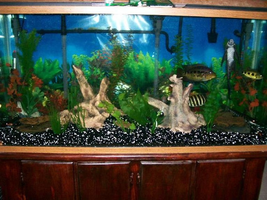 Rated #3262: 140 Gallons Freshwater Fish Tank - This is my 140 new world cichlid tank