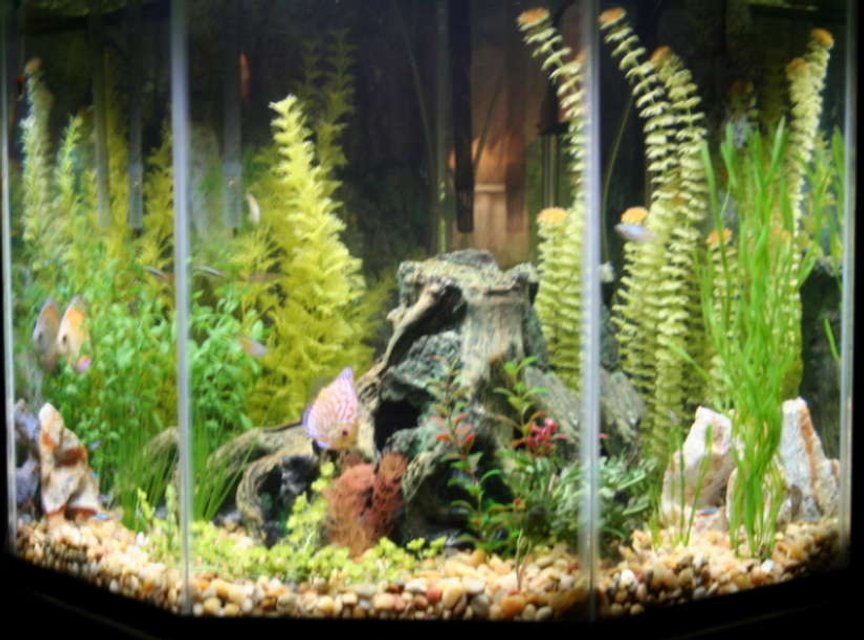Rated #3288: 44 Gallons Freshwater Fish Tank - 44 Gallon Pentagon