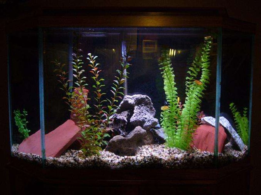 Rated #1735: 33 Gallons Freshwater Fish Tank - 33g cichlid tank